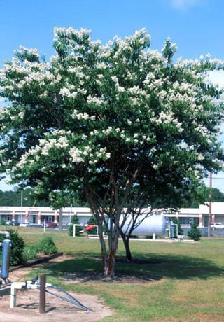Lagerstroemia fauriei 'Townhouse' crepe myrtle, a multi-stemmed tree covered in white flower clusters, with smooth red-brown trunks standing on a lawn.