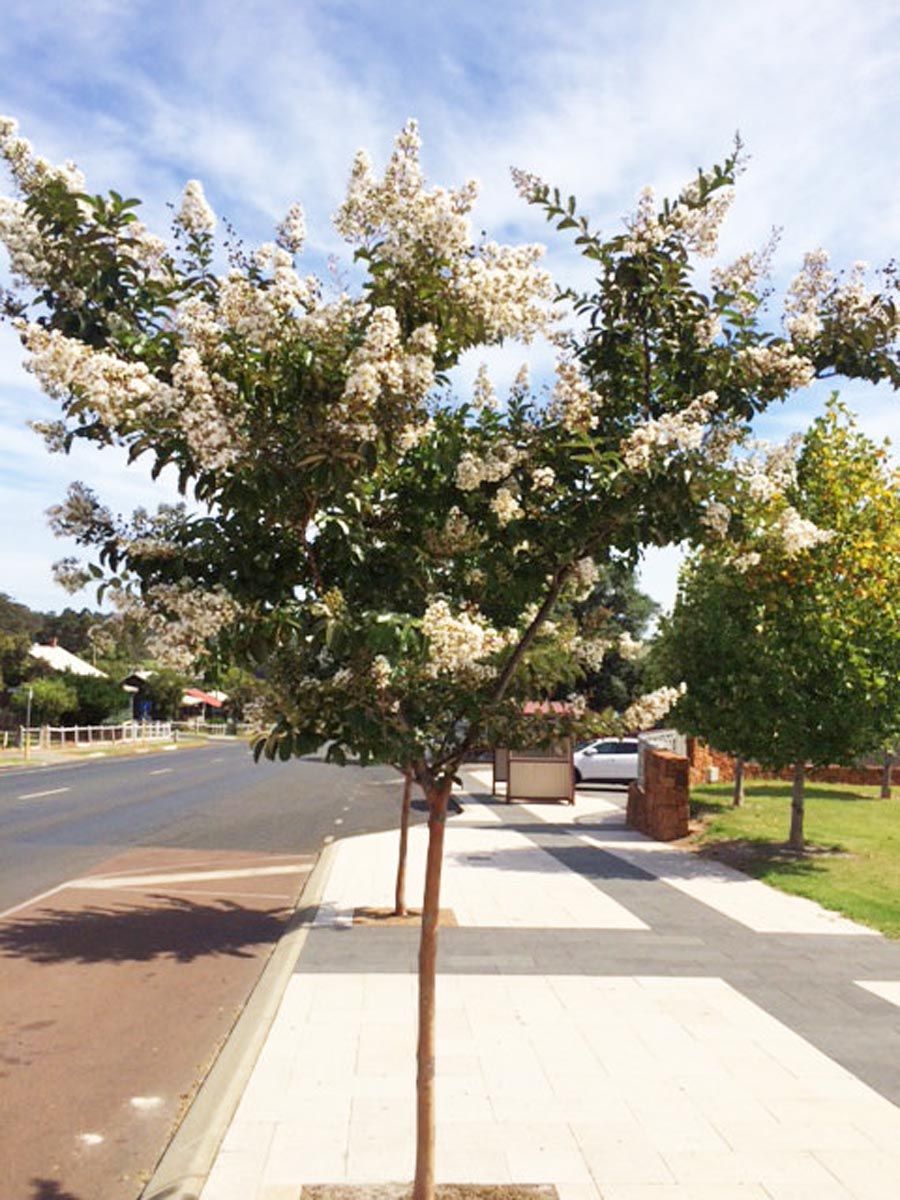 Lagerstroemia fauriei 'Townhouse' (Crepe Myrtle) street tree with white flower clusters and a slender reddish trunk, growing from a paved footpath beside a road.