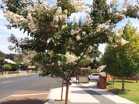 Lagerstroemia fauriei 'Townhouse'