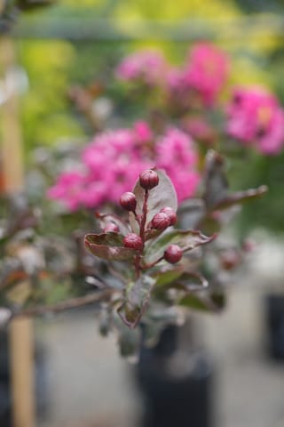 Lagerstroemia 'High Tower' (Crepe Myrtle) with round dark red flower buds and purple-bronze leaves, and blurred pink blooms behind in a nursery.
