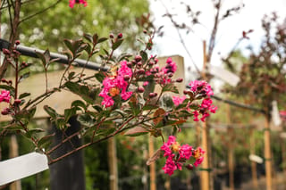 Lagerstroemia 'High Tower' (Crepe Myrtle) branch with bright pink frilly flowers, round red-brown buds and dark green leaves, with staked nursery trees behind.