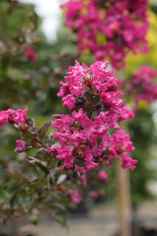 Close-up of Lagerstroemia 'High Tower' (Crepe Myrtle) with crinkled hot pink flowers and small dark reddish leaves, more flower clusters blurred behind.