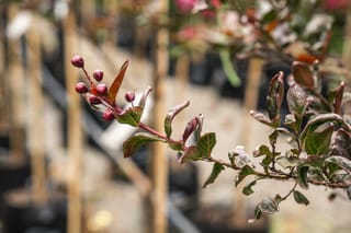 Lagerstroemia 'High Tower' (Crepe Myrtle) branch with dark green, bronze-red tinged leaves and red flower buds, in a nursery with staked plants behind.