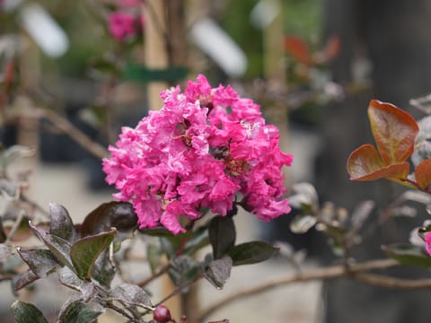 Lagerstroemia 'High Tower'