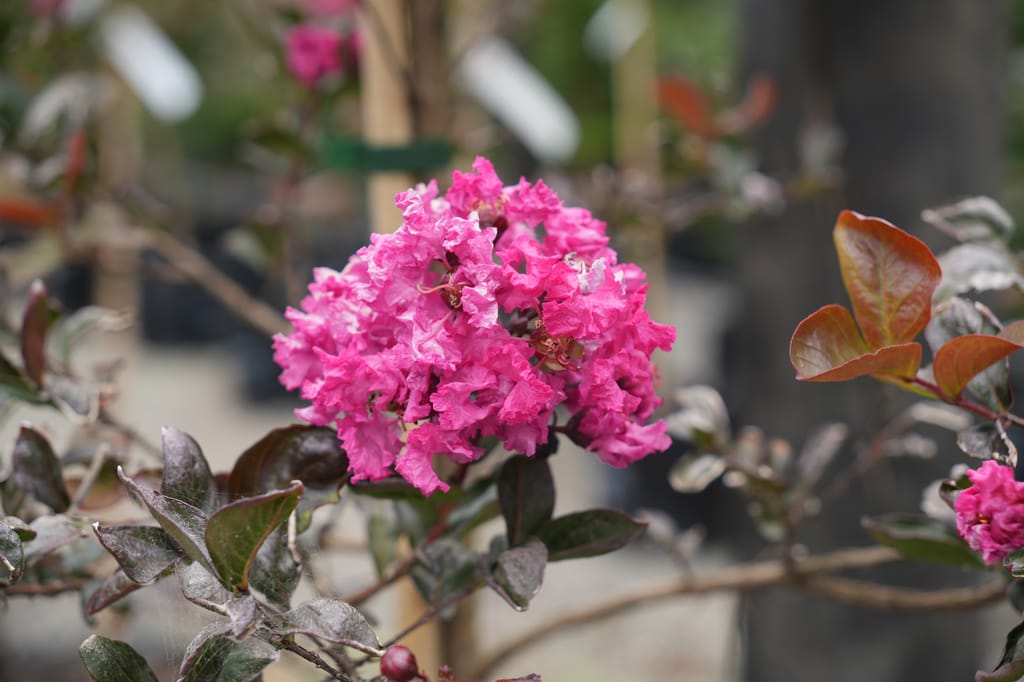 Lagerstroemia 'High Tower' (Crepe Myrtle) with a ruffled cluster of bright pink flowers among dark bronze-purple leaves, photographed in a nursery.