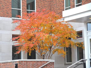 Lagerstroemia indica 'Bergerac' (Crepe Myrtle) in autumn, a multi-stemmed tree with orange and yellow foliage beside a brick building.