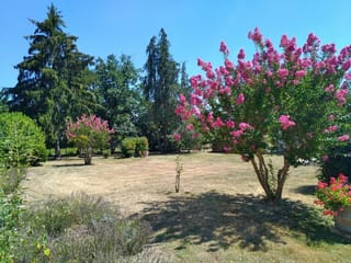 Lagerstroemia indica 'Bergerac' (Crepe Myrtle) in full summer bloom, with clusters of pink flowers on a multi-stemmed tree beside a dry lawn and tall conifers.