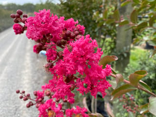 Lagerstroemia indica 'Bergerac' (Crepe Myrtle) with ruffled bright pink flower clusters and round maroon buds beside a gravel nursery path.
