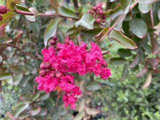 Lagerstroemia indica 'Bergerac' (Crepe Myrtle) with frilly bright pink flowers and round reddish seed buds among green, bronze-edged leaves.