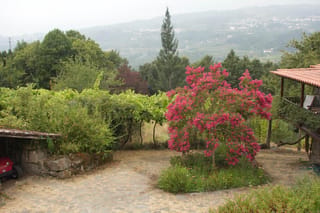 Lagerstroemia indica 'Bergerac' (Crepe Myrtle) in full bloom with deep pink flowers, growing in a gravel yard with hazy hills behind.