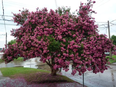 Lagerstroemia indica 'Bergerac'