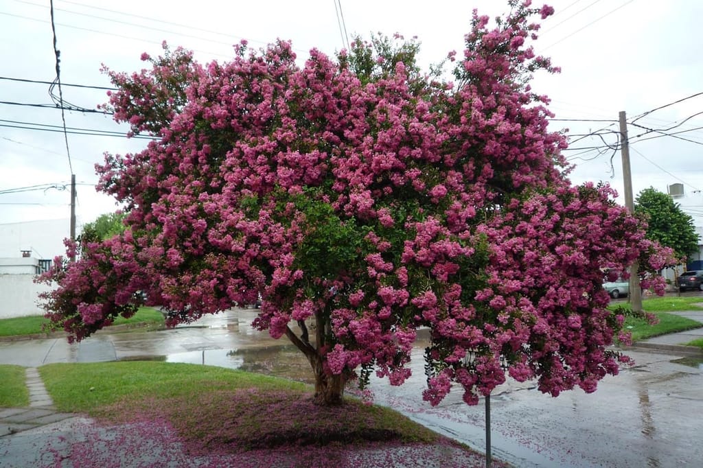 Lagerstroemia indica 'Bergerac' (Crepe Myrtle) in full bloom, a rounded tree covered in pink flower clusters on a street corner, with fallen petals on the ground.