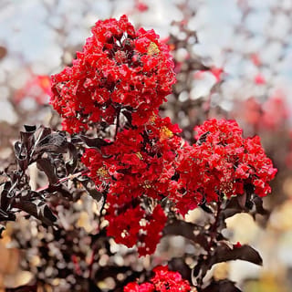 Lagerstroemia indica 'Crimson Red' (Crepe Myrtle) with dense clusters of ruffled crimson flowers and yellow stamens against dark purple-black foliage.