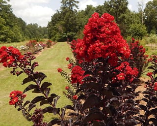 Lagerstroemia indica 'Crimson Red' (Crepe Myrtle) with dense crimson flower clusters and dark purple-black foliage, beside a mown grass path in a garden.