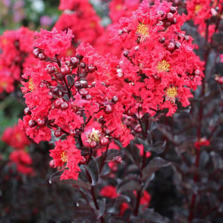 Lagerstroemia indica 'Crimson Red' (Crepe Myrtle) with ruffled crimson flower clusters, round dark buds and yellow centres against deep purple-black foliage.