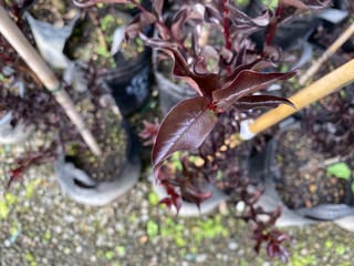 Lagerstroemia indica 'Crimson Red' (Crepe Myrtle) with glossy deep red-purple new leaves on a red stem, in bagged pots with bamboo stakes.