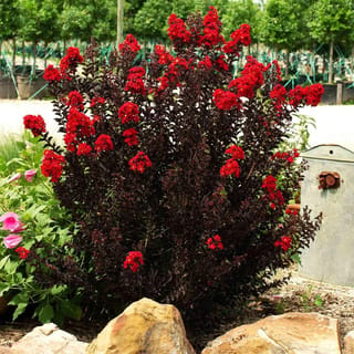 Lagerstroemia indica 'Crimson Red' (Crepe Myrtle), a shrubby plant with near-black foliage and bright red flower clusters, growing beside rocks in a nursery garden.