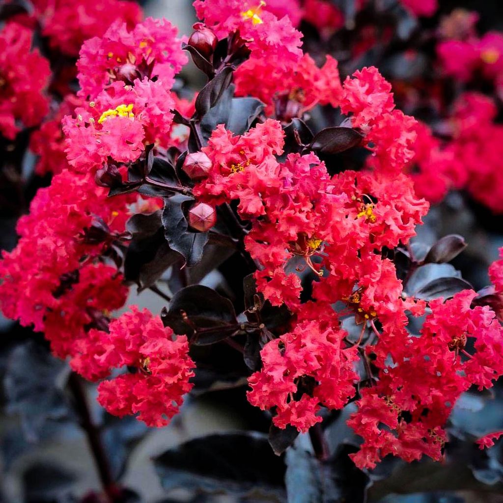 Lagerstroemia indica 'Crimson Red' crepe myrtle in flower, with ruffled crimson-red blooms, yellow stamens, round buds and dark purple-black leaves.