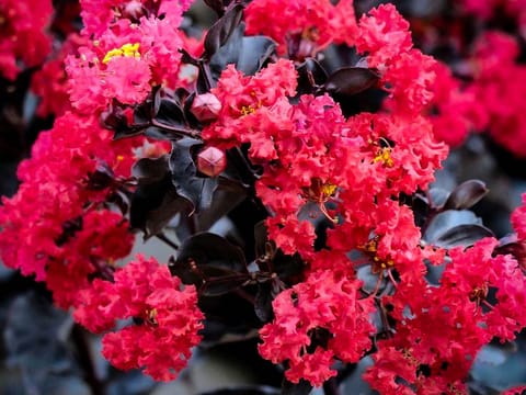 Lagerstroemia indica 'Crimson Red'