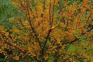 Lagerstroemia indica 'De'Puard' (Crepe Myrtle) in autumn, with slender dark branches carrying orange, yellow and red leaves against green and purple-flowered shrubs.