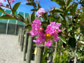 Lagerstroemia indica 'De'Puard' (Crepe Myrtle) with frilly pink flowers, a yellow centre and rounded buds among green leaves, in a nursery with staked trees behind.