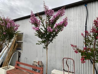 Lagerstroemia indica 'De'Puard' (Crepe Myrtle), a young staked tree with upright stems of pink-purple flower clusters, beside a corrugated iron shed.