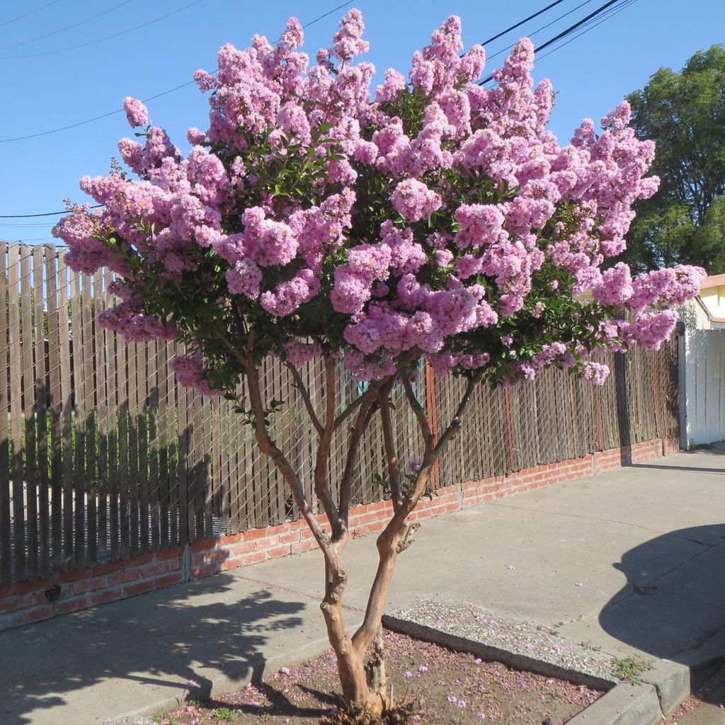 Lagerstroemia indica 'De'Puard' (Crepe Myrtle) in full bloom, a multi-stemmed tree with smooth bark and dense pink flower clusters beside a street footpath.