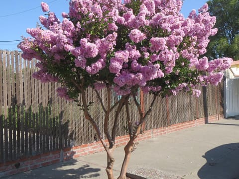 Lagerstroemia indica 'De'Puard'