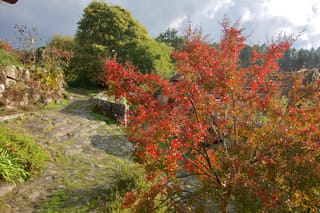 Lagerstroemia indica 'Kimono' (Crepe Myrtle) with red, orange and yellow autumn foliage beside a mossy stone path and rock wall.