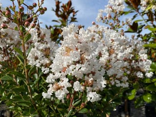 Lagerstroemia indica 'Kimono' (Crepe Myrtle) with clusters of frilly white flowers, round pink-brown buds and green leaves against a blue sky.