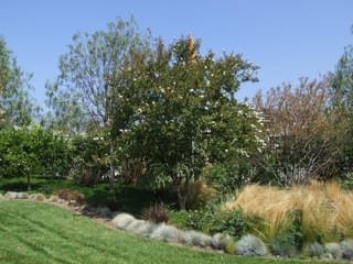 Lagerstroemia indica 'Kimono' (Crepe Myrtle), a multi-stemmed tree with green leaves and white flower clusters, growing in a garden bed with grasses and lawn.