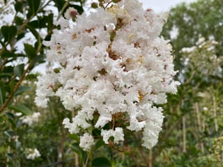 Lagerstroemia indica 'Kimono' (Crepe Myrtle) with a dense cluster of frilly white flowers and green leaves, with more plants blurred behind.