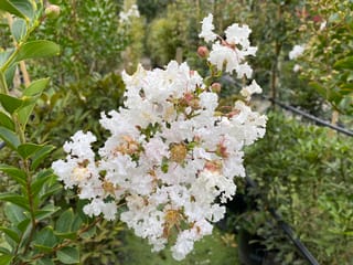 Lagerstroemia indica 'Kimono' (Crepe Myrtle) with a cluster of frilly white flowers and pinkish buds, beside green leaves in a nursery.