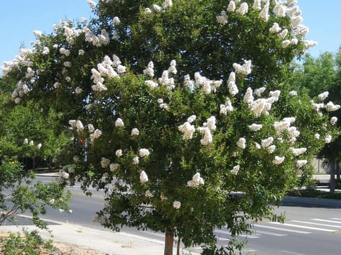 Lagerstroemia indica 'Kimono'