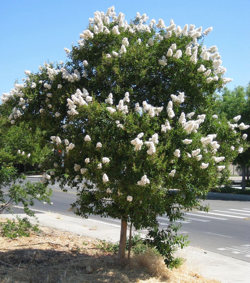 Lagerstroemia indica 'Kimono' (Crepe Myrtle) as a small street tree with a single trunk, dense green foliage and upright clusters of white flowers.