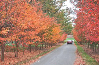 Lagerstroemia indica 'Saint Émilion' (Crepe Myrtle) trees lining a driveway in autumn, their orange, red and yellow foliage over fallen leaves.