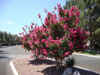 Lagerstroemia indica 'Saint Émilion' (Crepe Myrtle) in full bloom, a multi-stemmed tree covered in bright pink flower clusters, growing in a gravel traffic island beside a road.