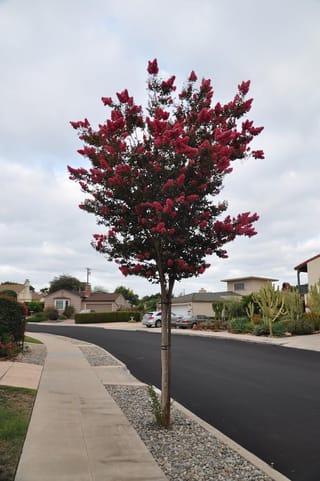Lagerstroemia indica 'Saint Émilion' (Crepe Myrtle), a young staked tree in full bloom with deep pink-red flower panicles, growing in a gravel verge beside a suburban street.