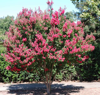 Lagerstroemia indica 'Saint Émilion' (Crepe Myrtle), a multi-stemmed tree covered in deep pink flower clusters, growing beside a path with green shrubs behind.