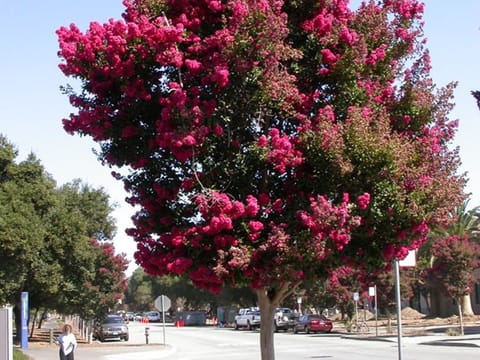 Lagerstroemia indica 'Saint Émilion'
