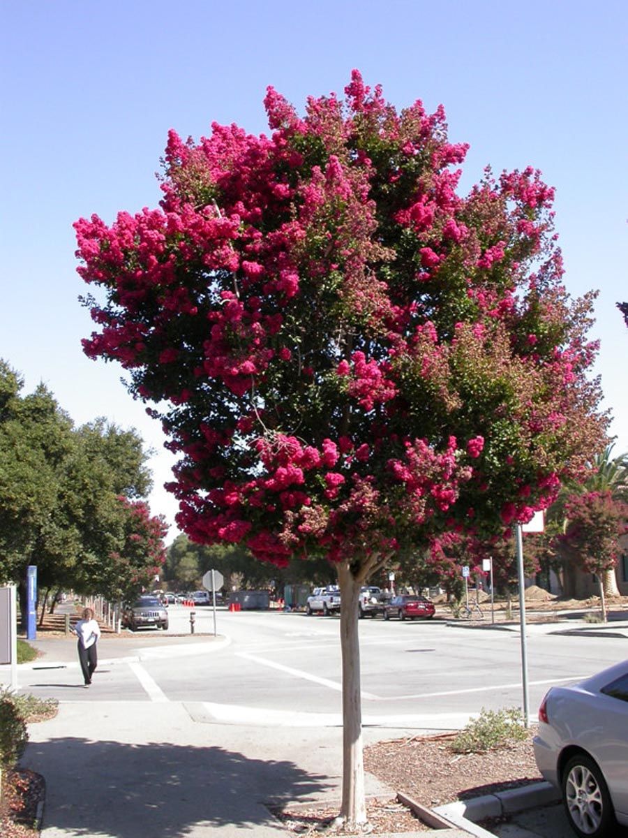 Lagerstroemia indica 'Saint Émilion' (Crepe Myrtle) as a street tree with a smooth pale trunk and dense clusters of deep pink flowers beside a road.