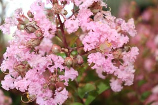 Lagerstroemia indica 'Soir D'été' (Crepe Myrtle) with crinkled pale pink flowers and rounded buds on reddish stems, with green leaves behind.