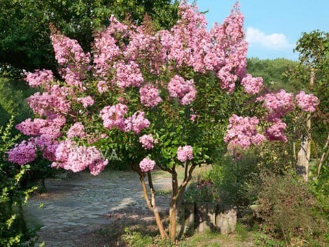 Lagerstroemia indica 'Soir D'été'