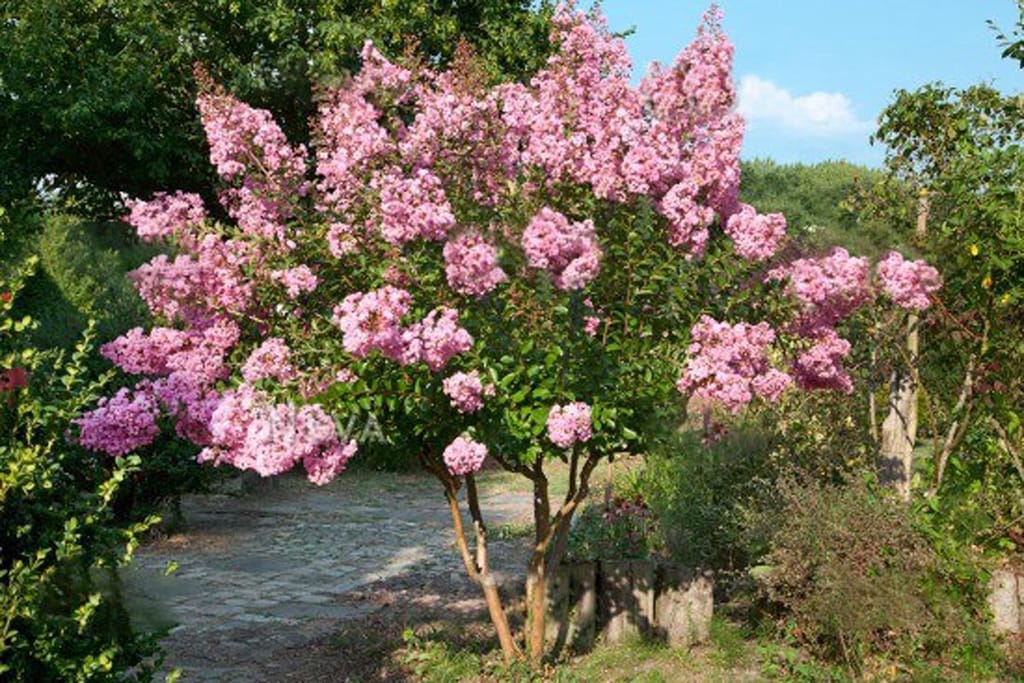 Lagerstroemia indica 'Soir D'été' Crepe Myrtle, a small multi-stemmed tree with dense pink flower clusters, growing beside a paved garden path.