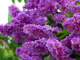 Lagerstroemia indica 'Tango' (Crepe Myrtle) with dense clusters of ruffled purple flowers with orange-yellow centres, set among green leaves.
