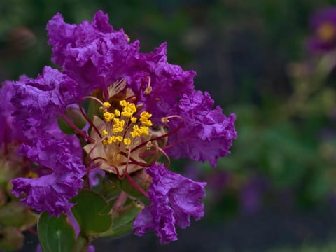 Lagerstroemia indica 'Tango'