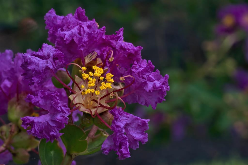 Close-up of a Lagerstroemia indica 'Tango' (Crepe Myrtle) flower with ruffled purple petals, yellow stamens and green leaves against a blurred garden background.