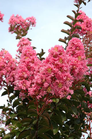 Lagerstroemia indica x fauriei 'Sioux' (Crepe Myrtle) with dense clusters of frilly pink flowers and yellow stamens against dark green leaves and blue sky.