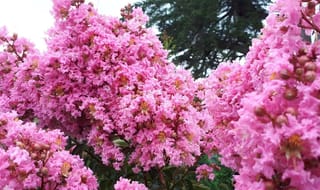 Lagerstroemia indica x fauriei 'Sioux' (Crepe Myrtle) with dense clusters of frilly pink flowers and round brown buds against dark green foliage.