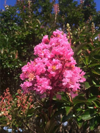 Lagerstroemia indica x fauriei 'Sioux' (Crepe Myrtle) with an upright cluster of frilly pink flowers and red buds among green leaves, against blue sky.